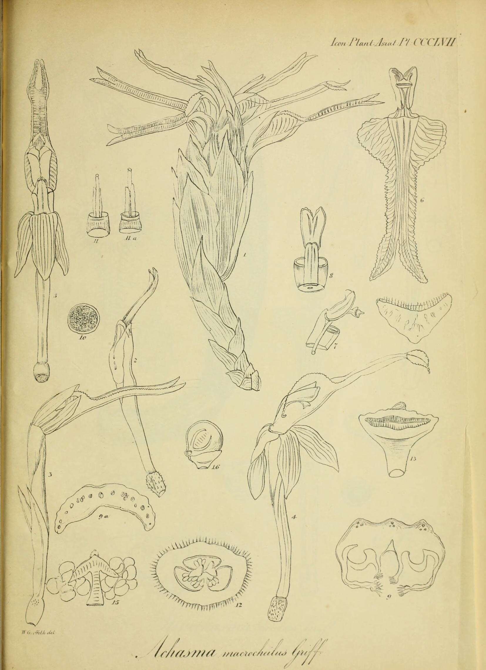 Image de Etlingera coccinea (Blume) S. Sakai & Nagam.