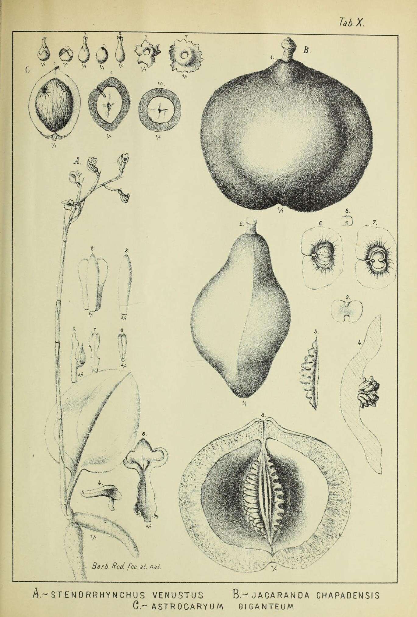 Image of Jacaranda cuspidifolia Mart.