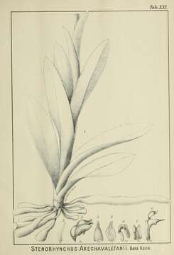 Image of Stenorhynchinae Dana 1851