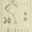 Image of Acianthera prolifera (Herb. ex Lindl.) Pridgeon & M. W. Chase