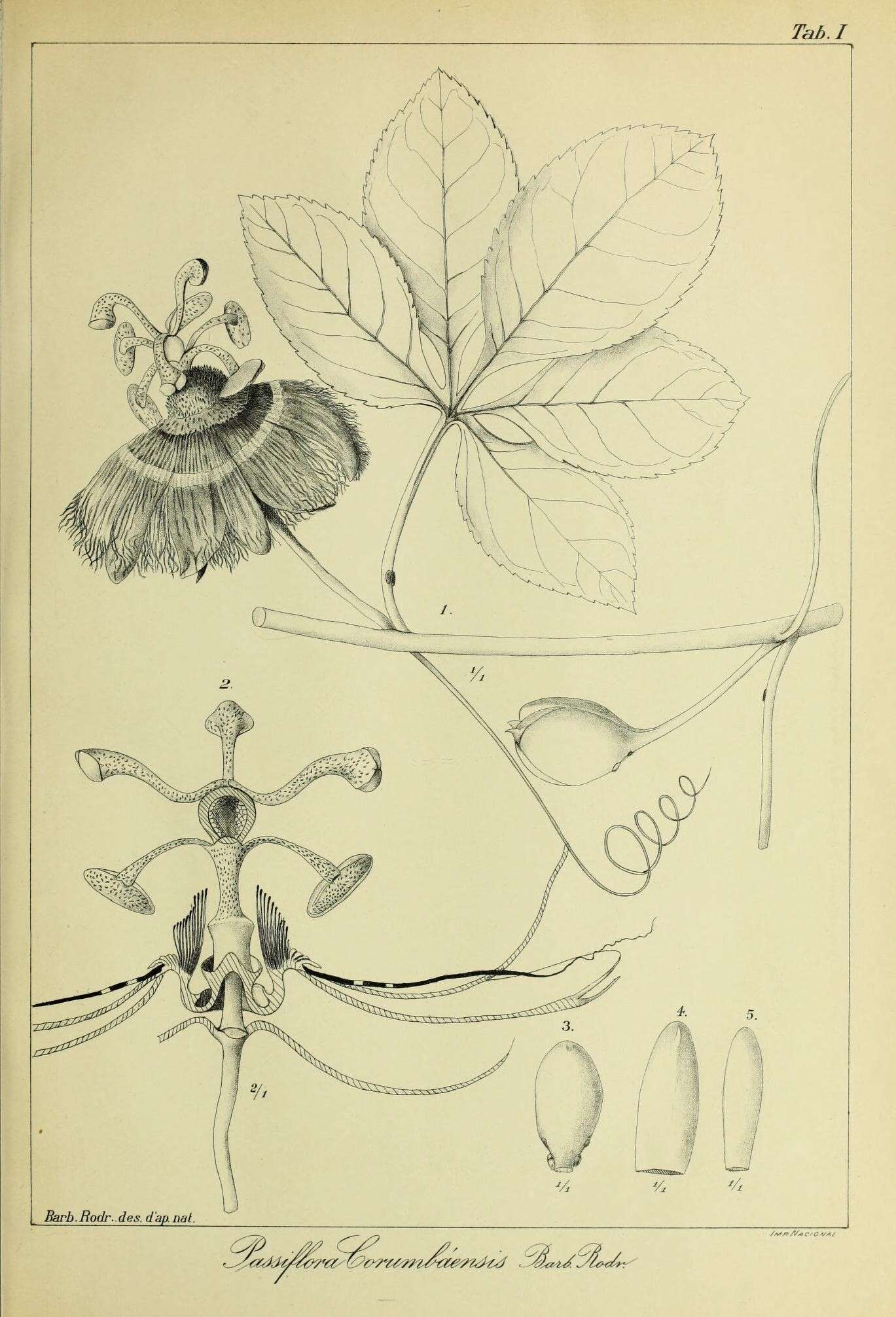 Image of passionflower