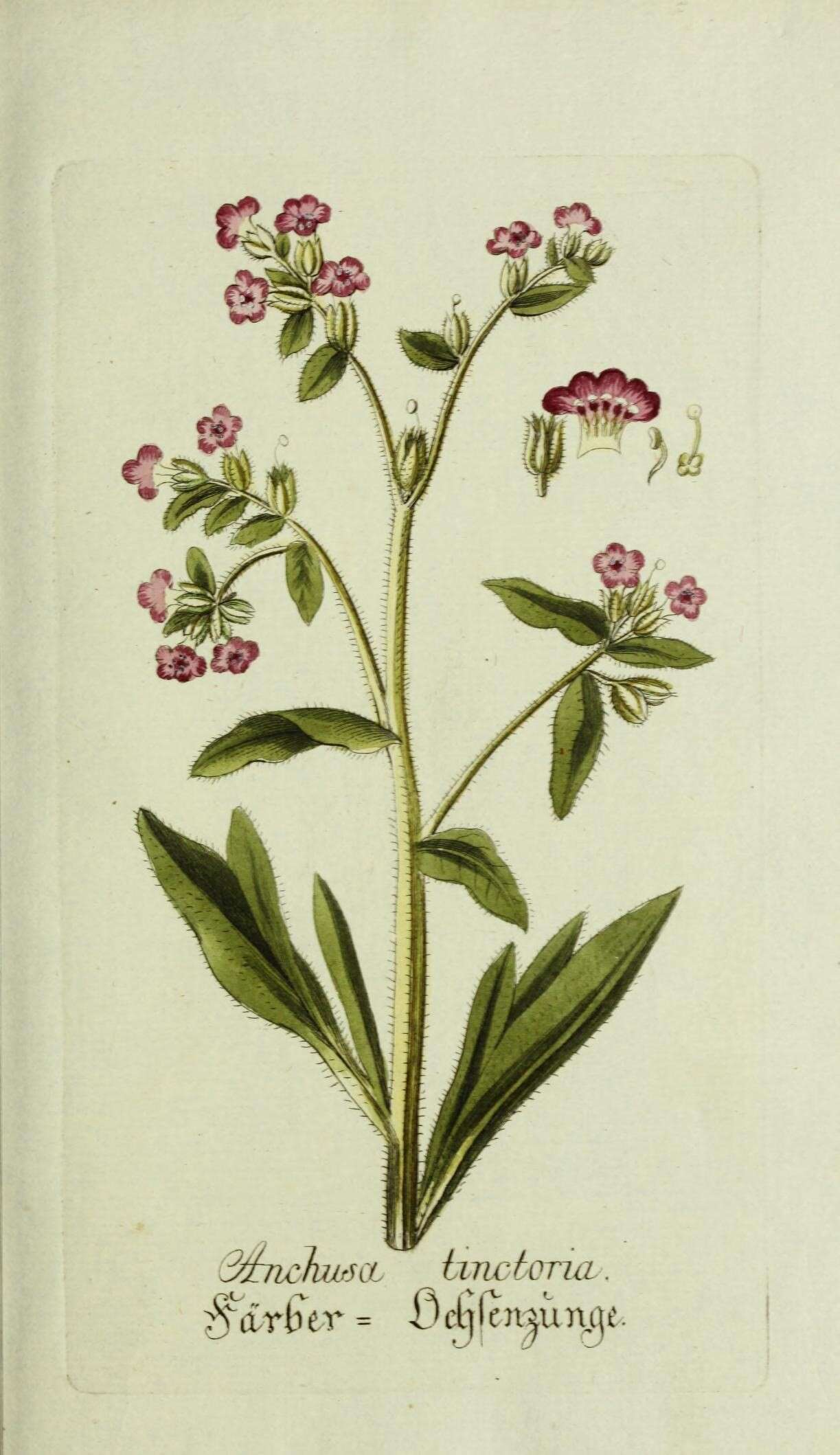 Image of alkanet