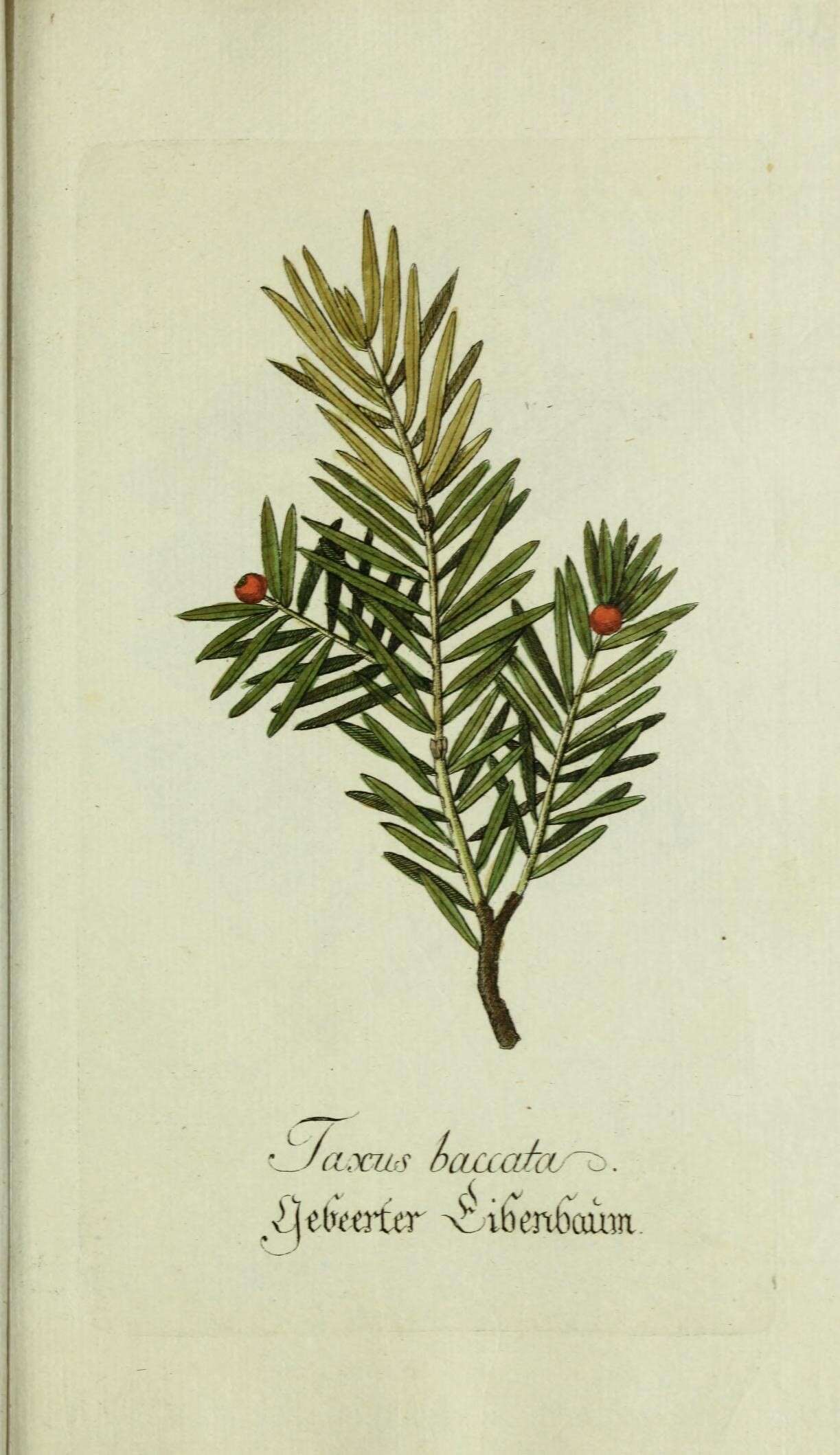 Image of English yew