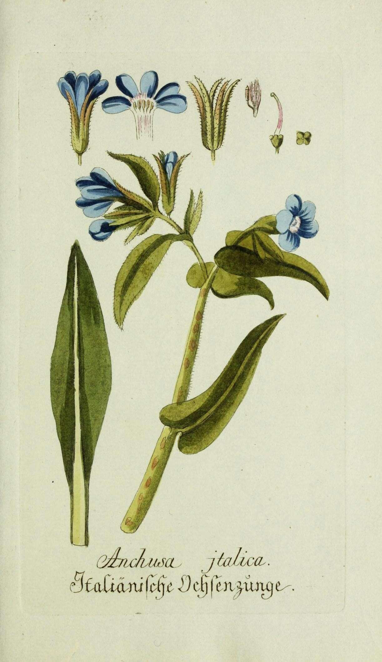 Image of Italian bugloss