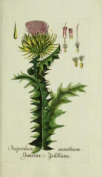 Image of Cotton Thistle