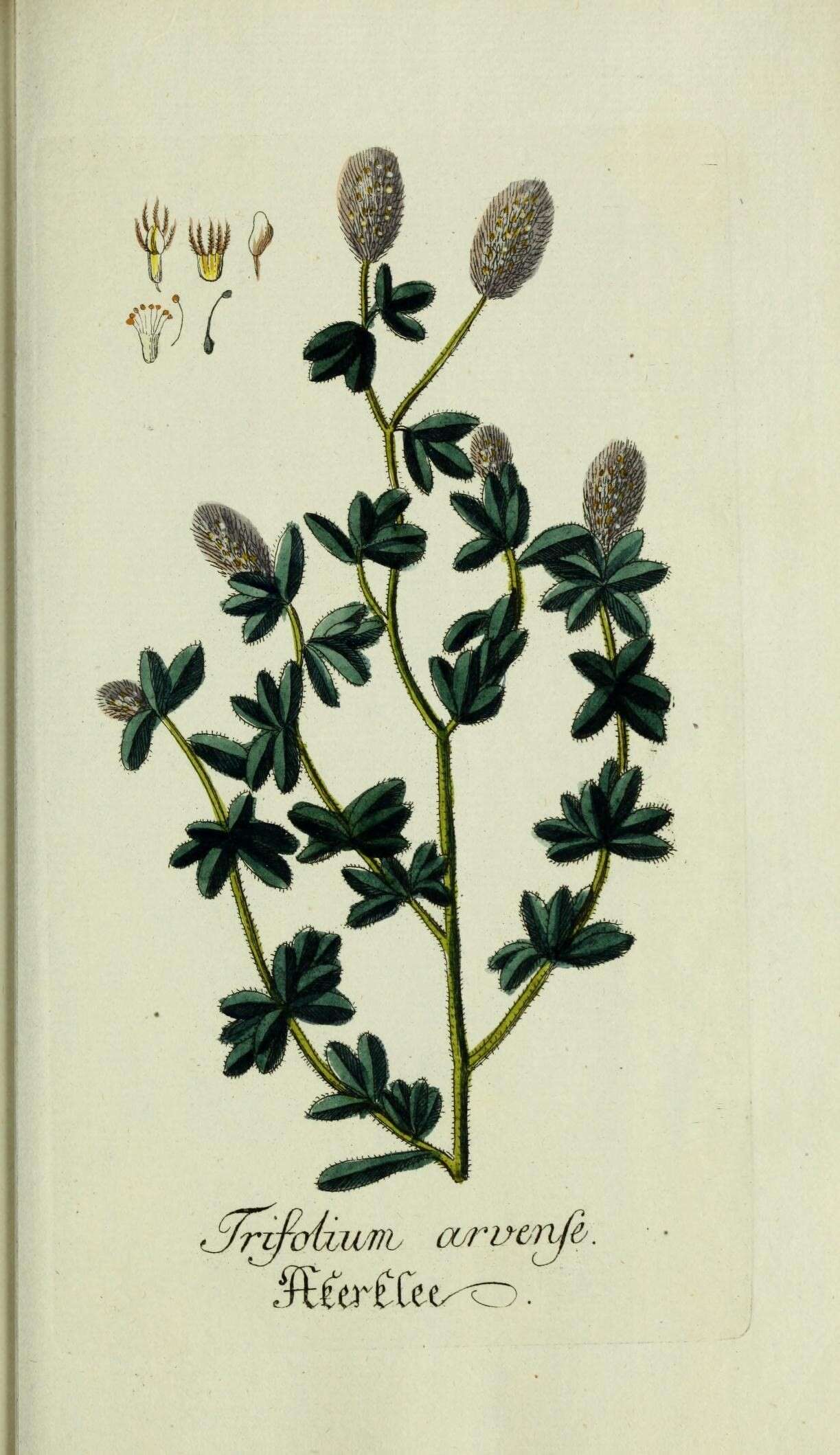 Image of Hare's-foot Clover