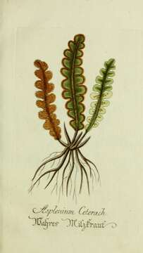 Image of Asplenium ceterach L.