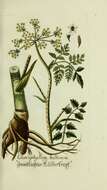 Chaerophyllum bulbosum L. resmi