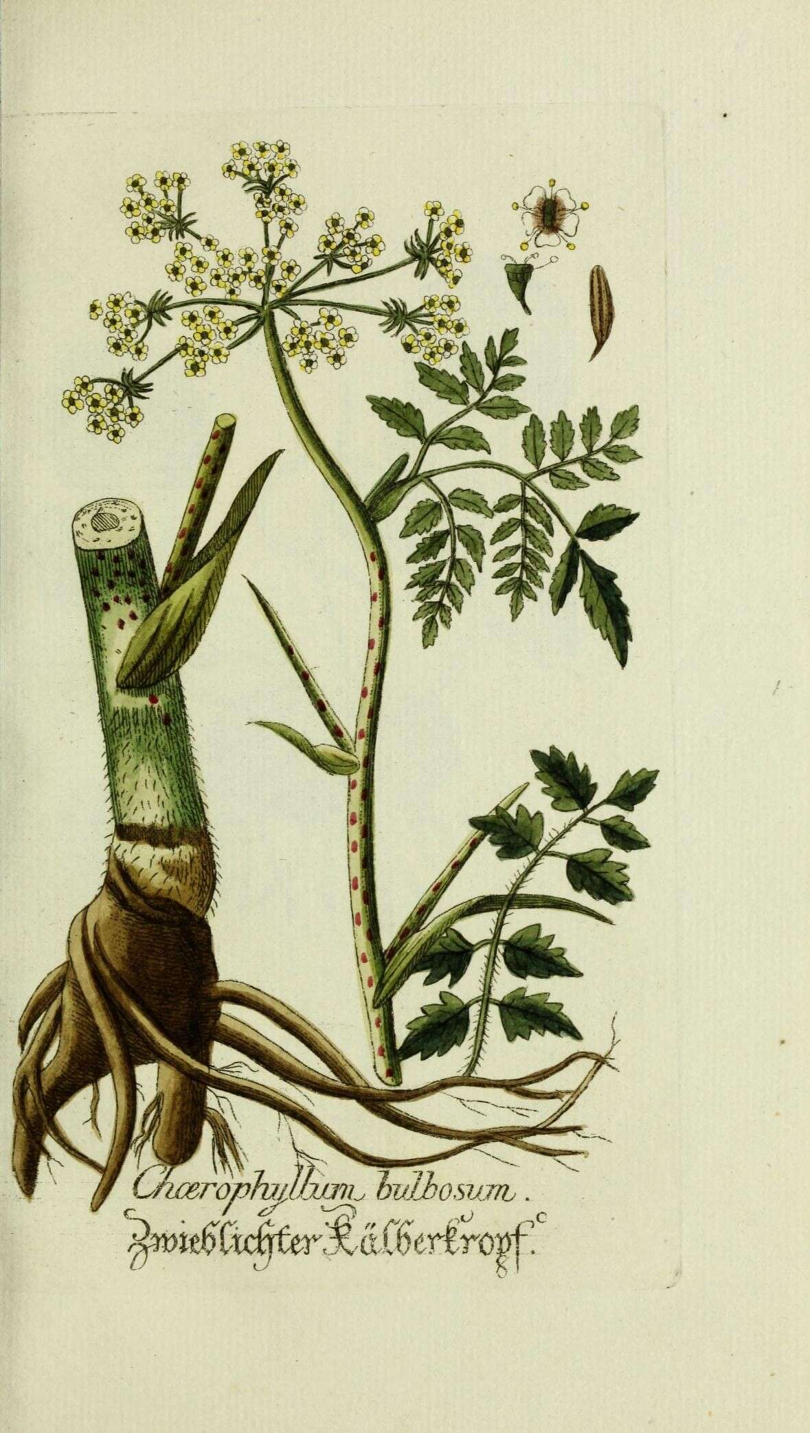 Imagem de Chaerophyllum bulbosum L.