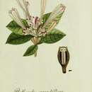 Image of Jamaican bell flower