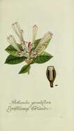 Image of Portlandia grandiflora L.