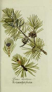 Image of Mountain Pine