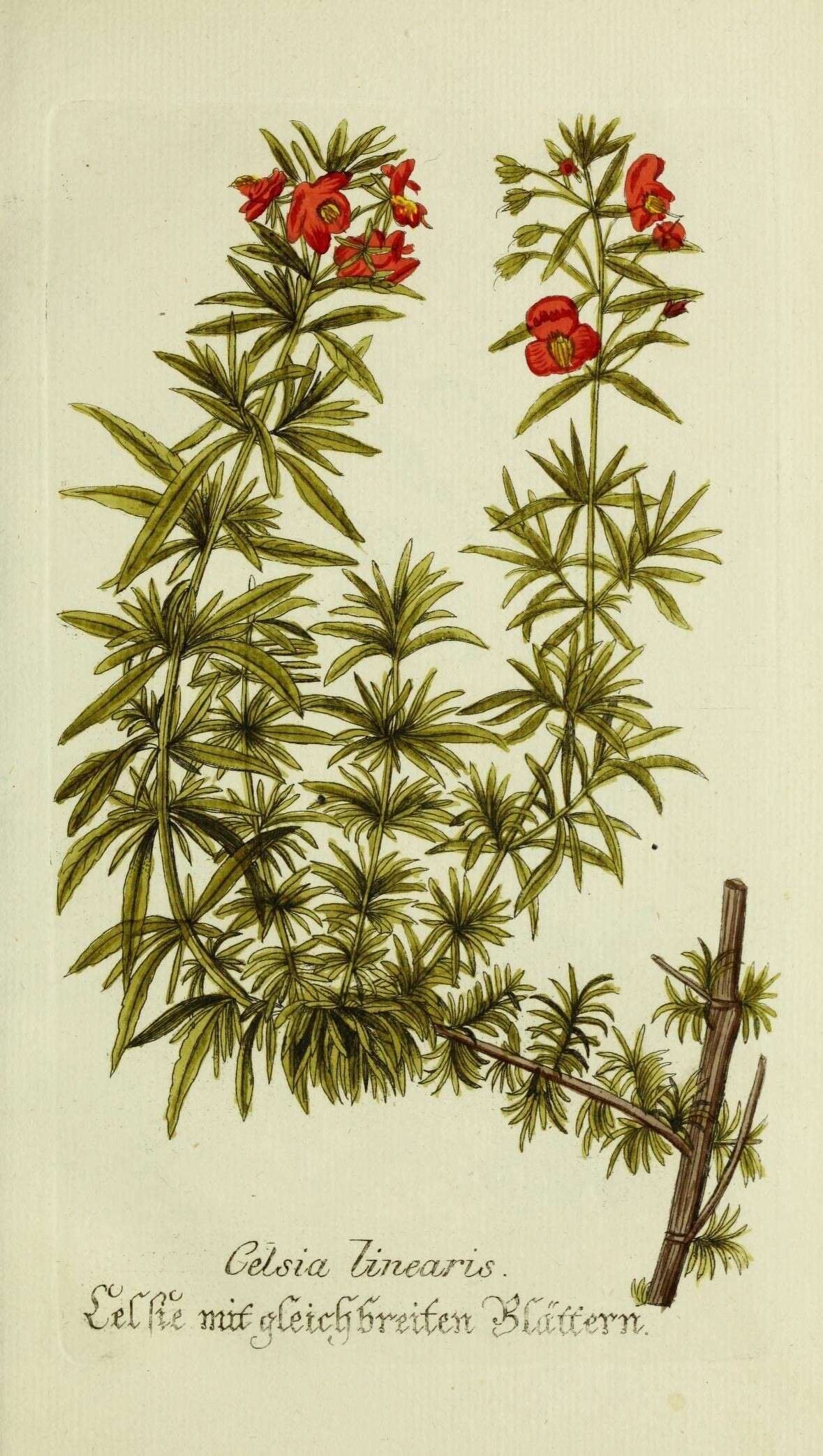 Image of Mask Flower