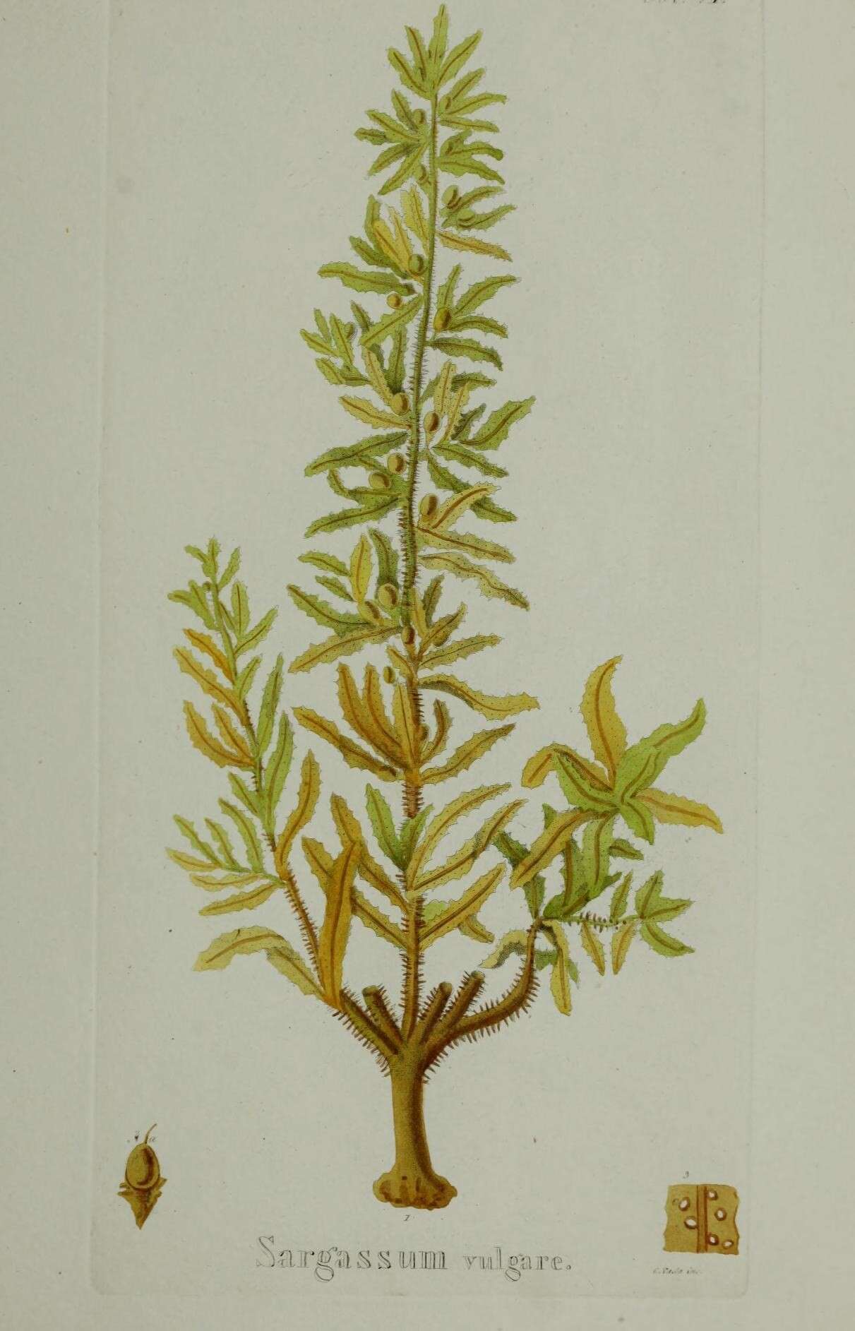Image of Sargassum vulgare