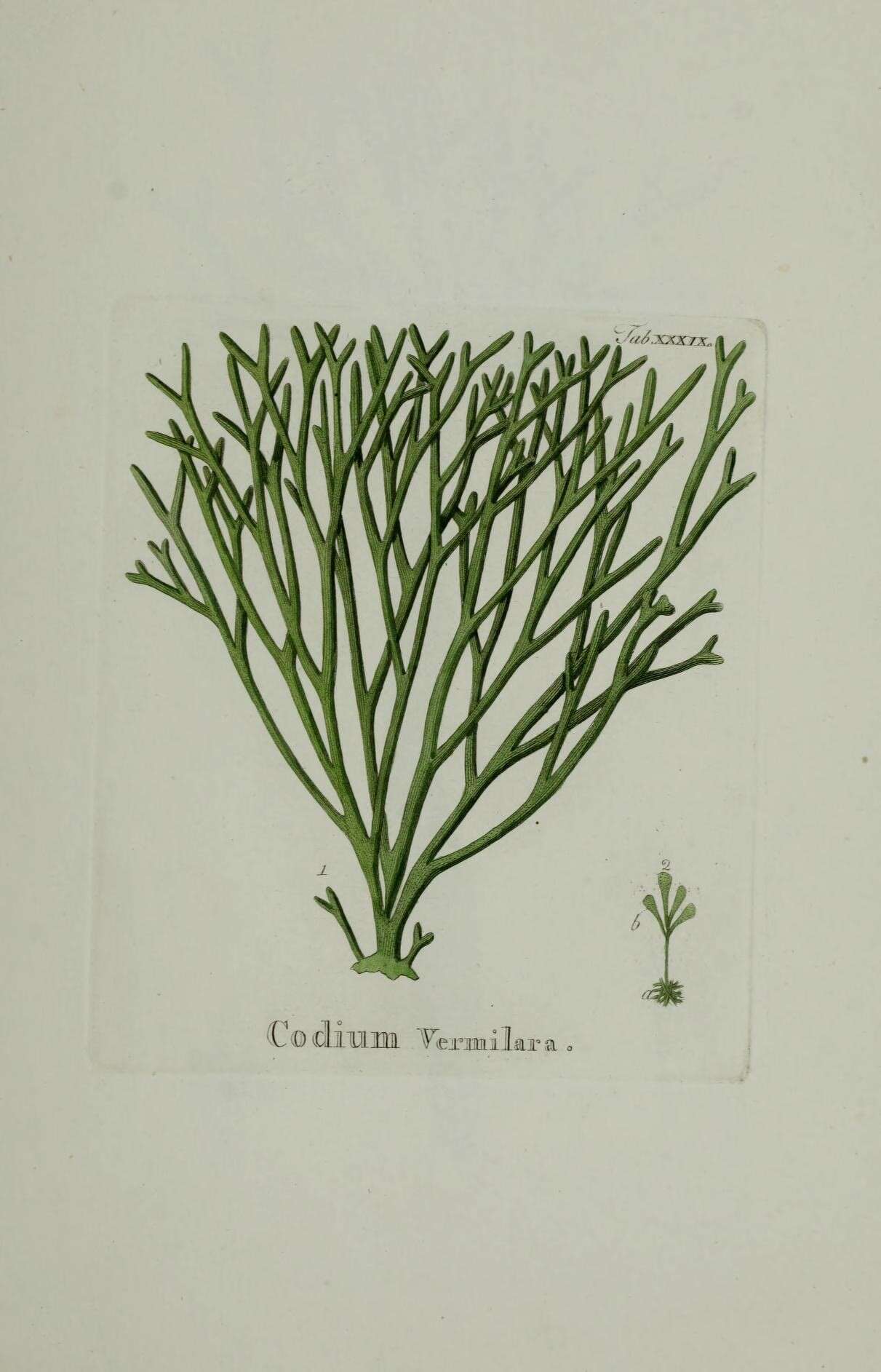 Image of Codium vermilara