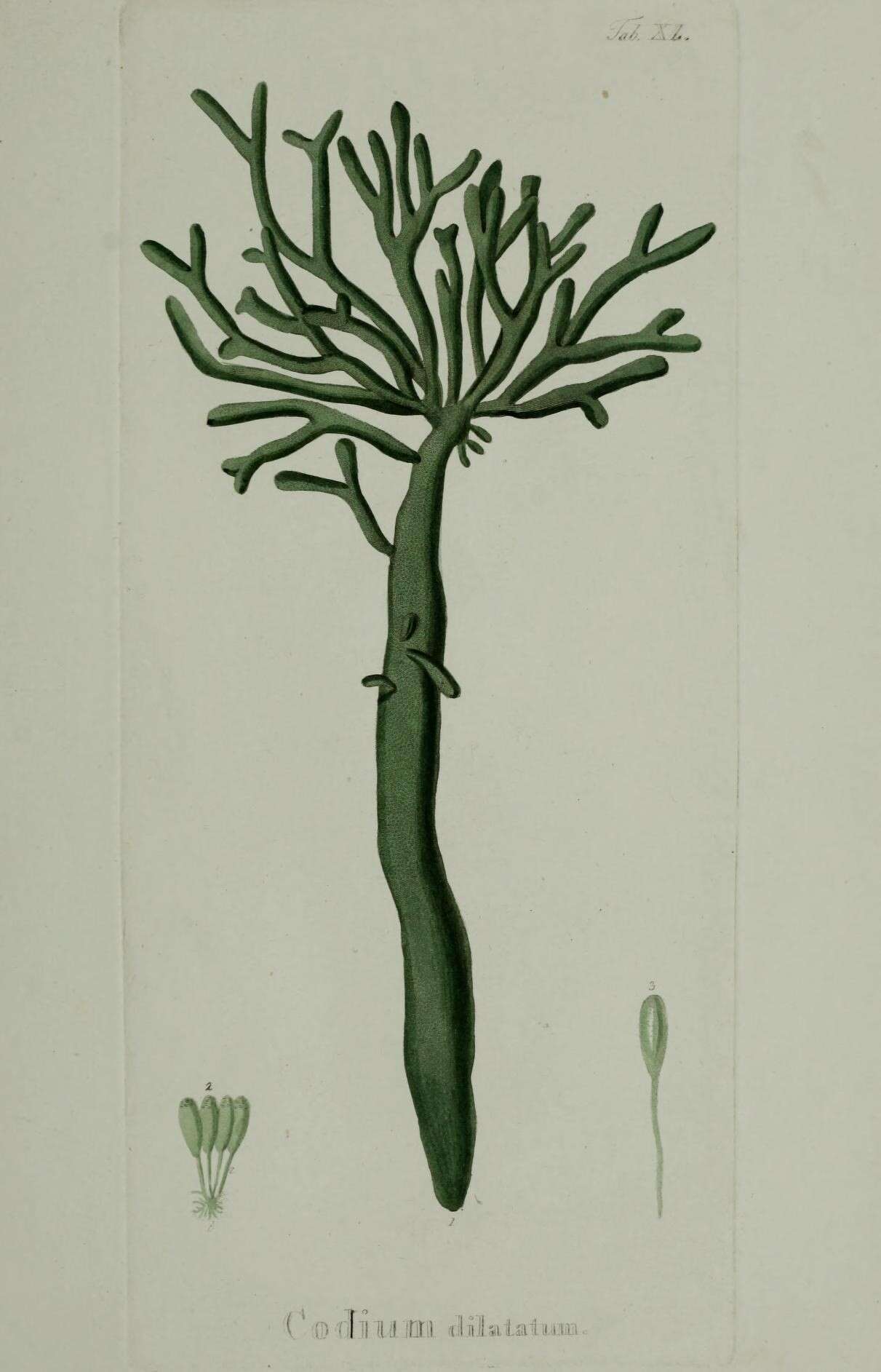 Image of Codium dilatatum (Rafinesque) Delle Chiaje