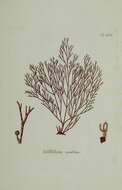 Imagem de Griffithsia corallinoides