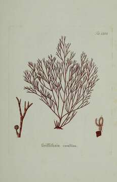 Plancia ëd Griffithsia corallinoides