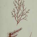 Image of Batrachospermum roseum Delle Chiaje 1829