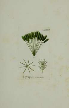 Image of Bryopsis muscosa