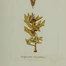 Слика од Sargassum diversifolium (Turner) C. Agardh 1824