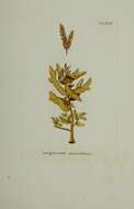 Image of Sargassum diversifolium (Turner) C. Agardh 1824