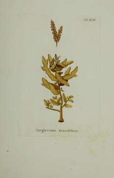 Слика од Sargassum diversifolium (Turner) C. Agardh 1824