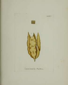 Image of Saccharina Stackhouse 1809