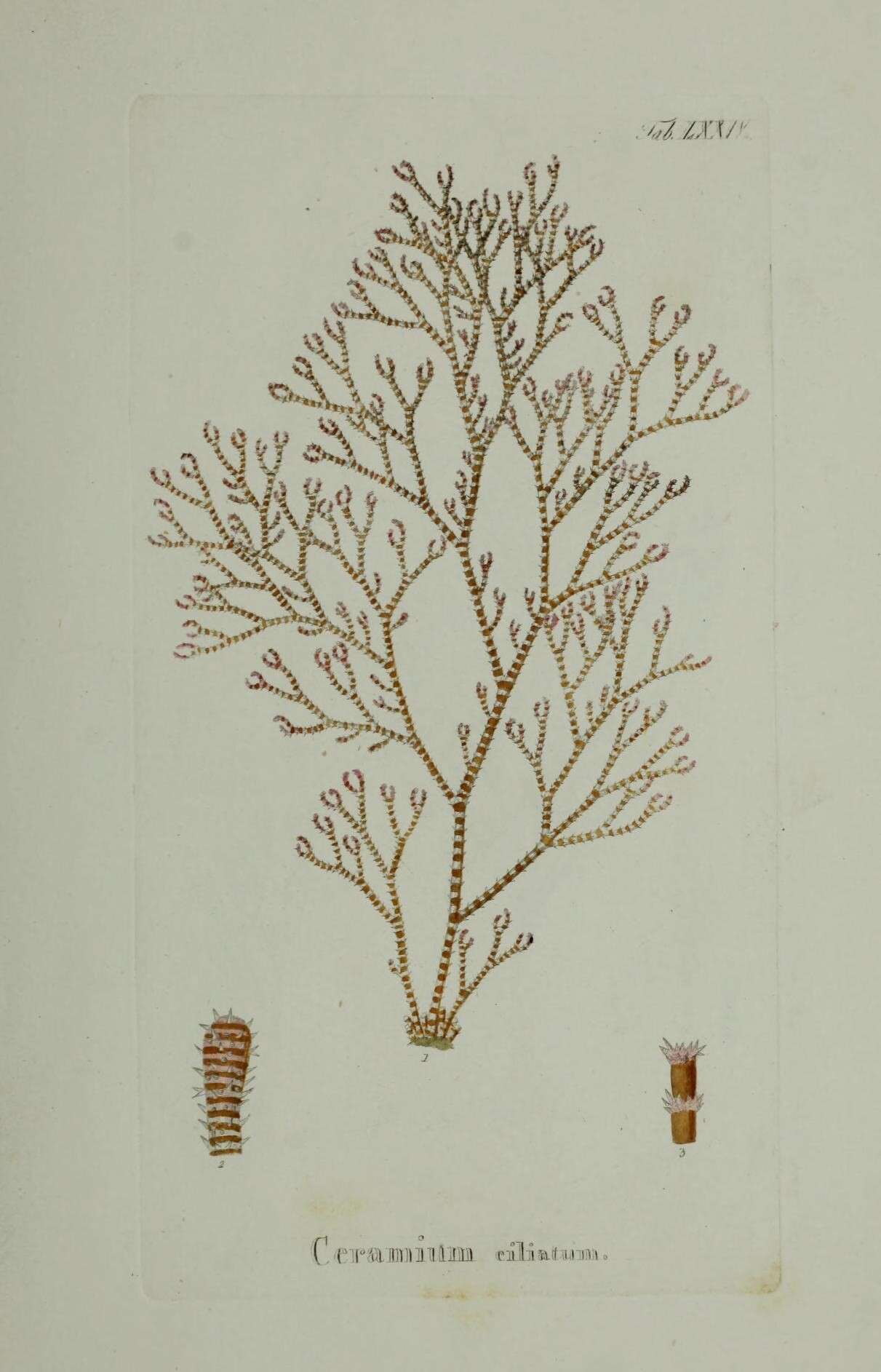 Sivun Ceramium ciliatum kuva