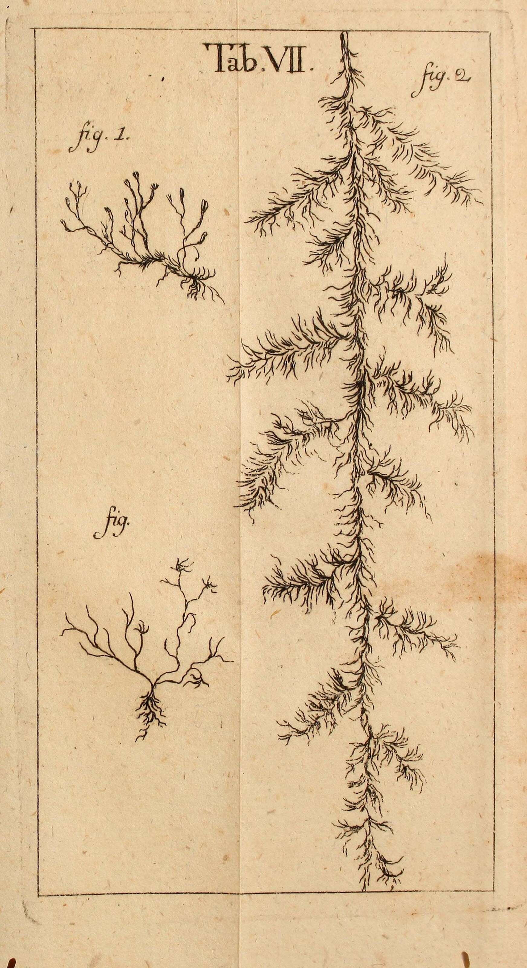 Image of Usnea palmata