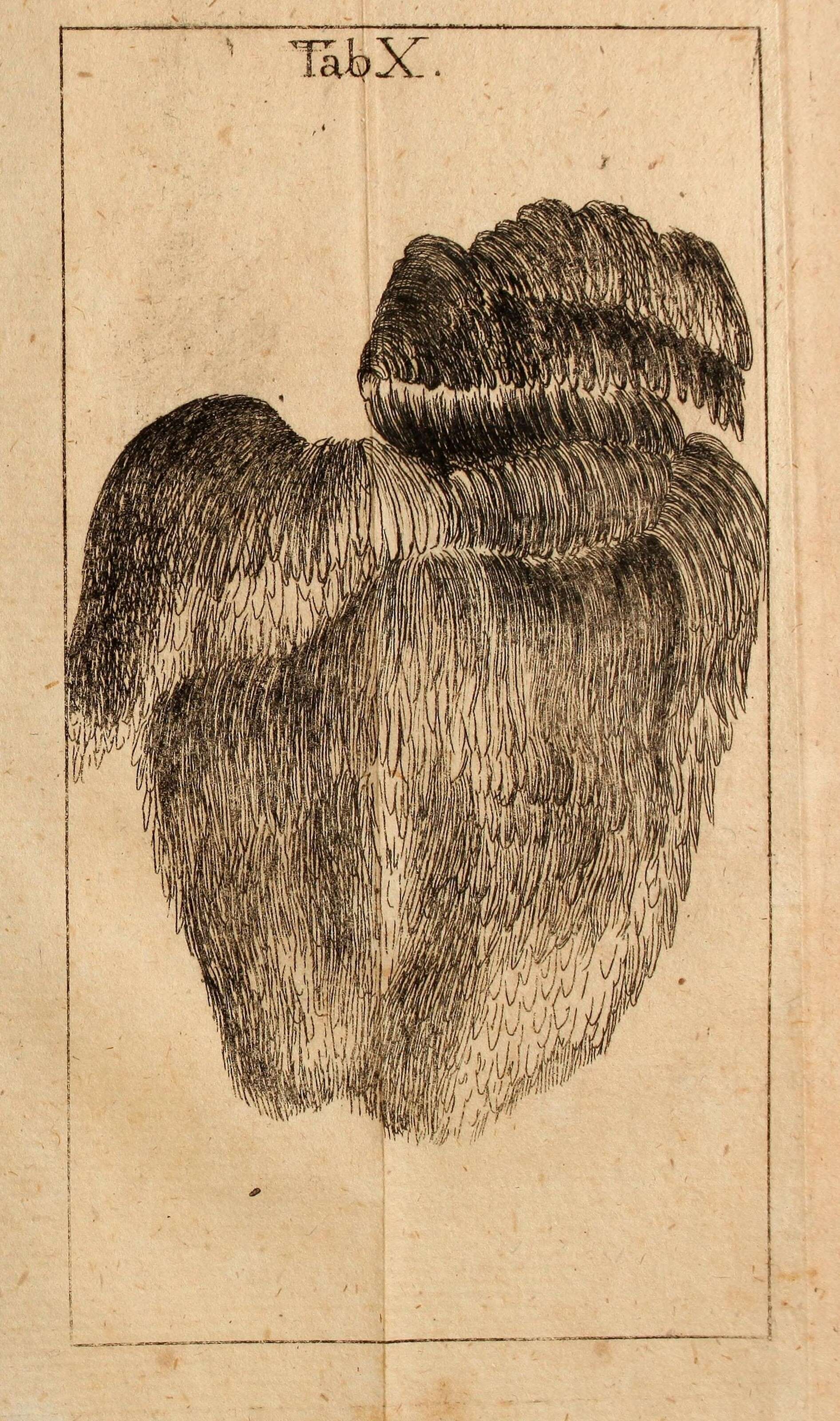 Imagem de Hericium erinaceus (Bull.) Pers. 1797