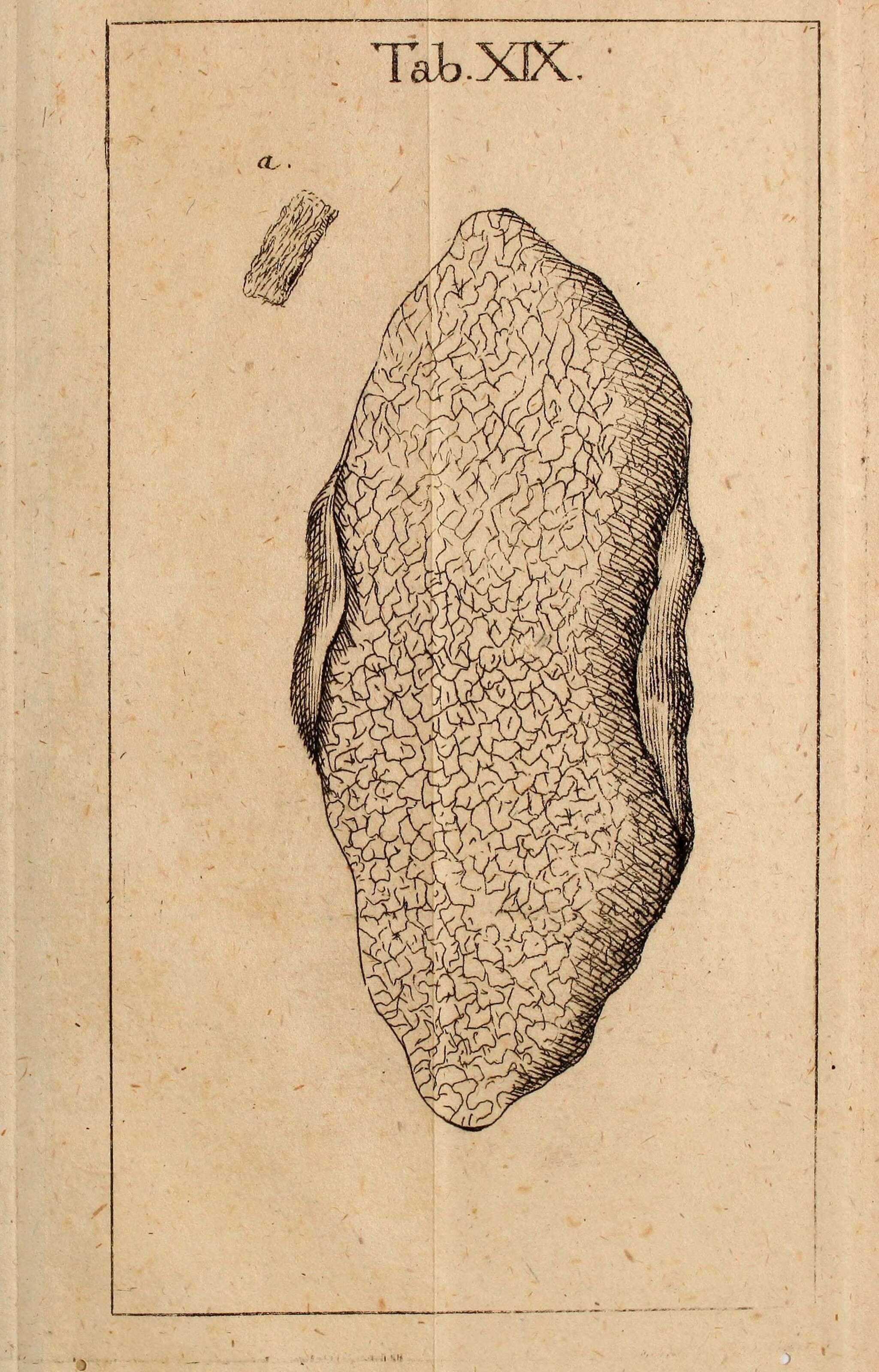 Image of Merulius byssinus