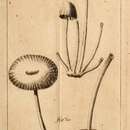 Image of Agaricus lignorum