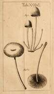 Слика од Agaricus lignorum