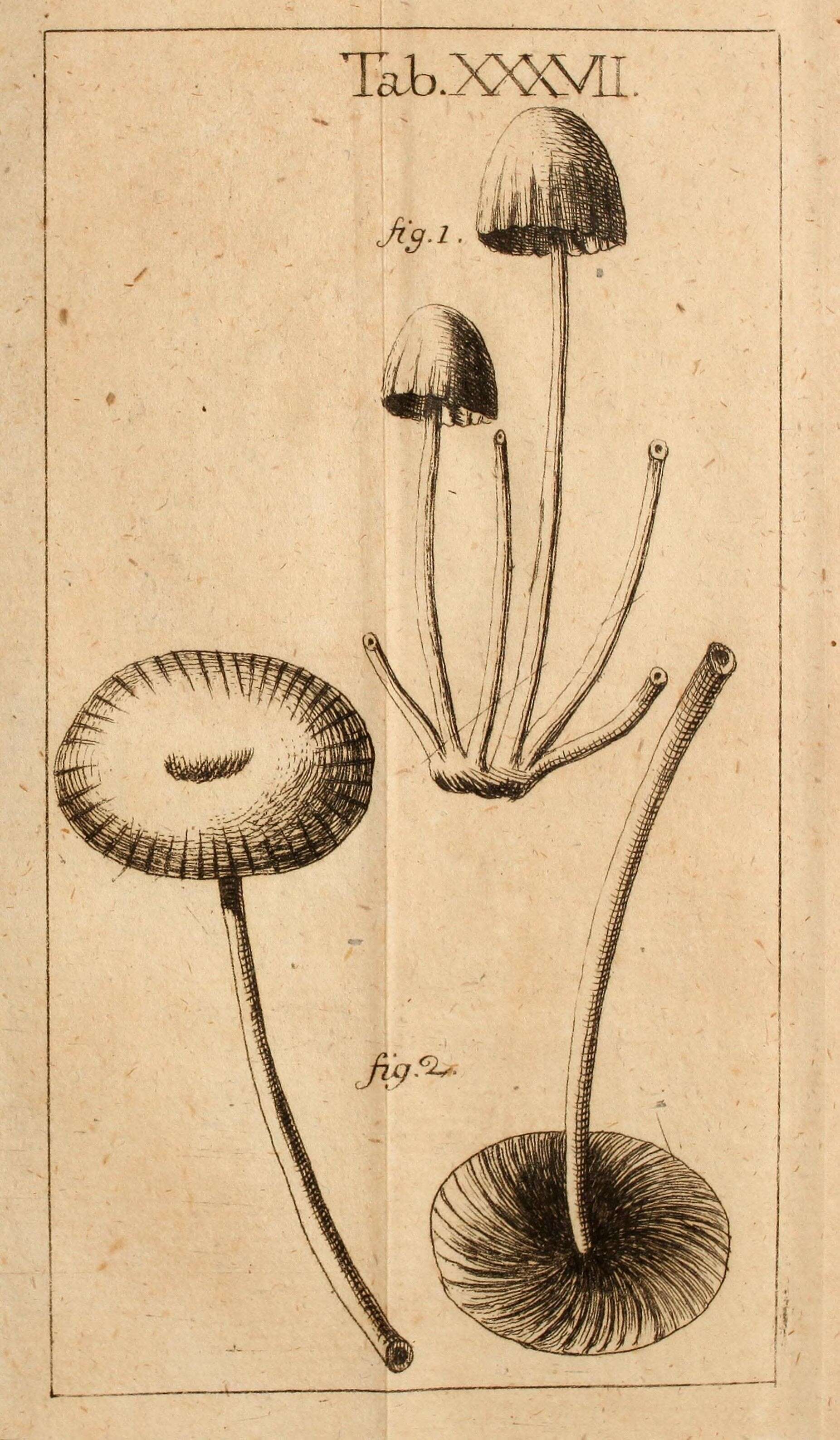Image of Agaricus lignorum