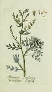 Image of Judean wormwood