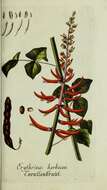 Слика од Erythrina herbacea L.