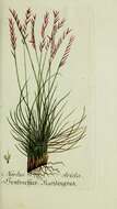 Image of matgrass