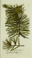 Image of Scotch Pine