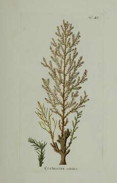 Image of Cystoseira sedoides (Desfontaines) C. Agardh 1820