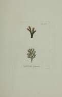 Image of Lichina pygmaea (Lightf.) C. Agardh