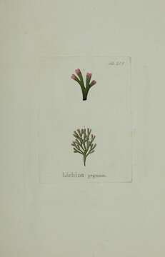 Image of Lichina pygmaea (Lightf.) C. Agardh