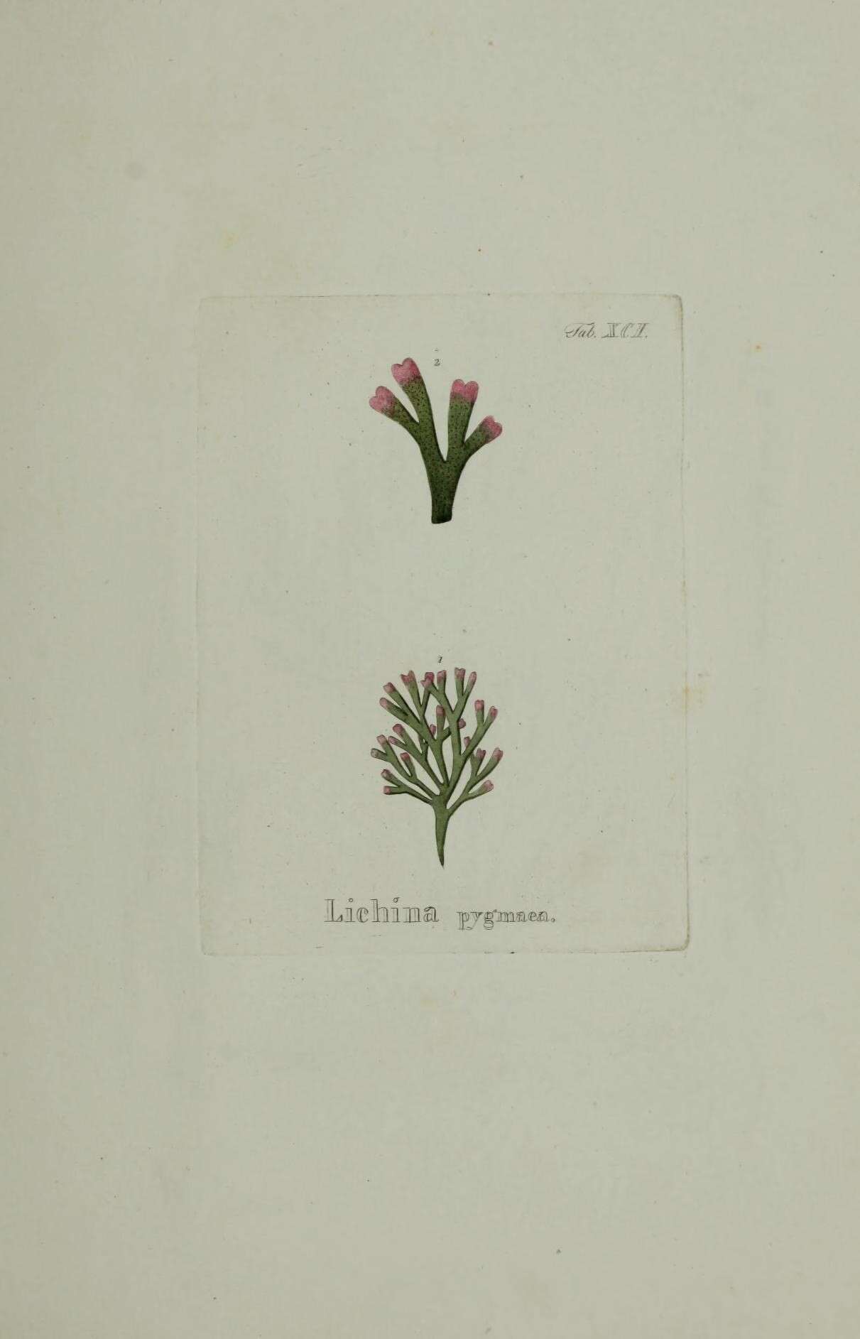 Image of Lichina pygmaea (Lightf.) C. Agardh