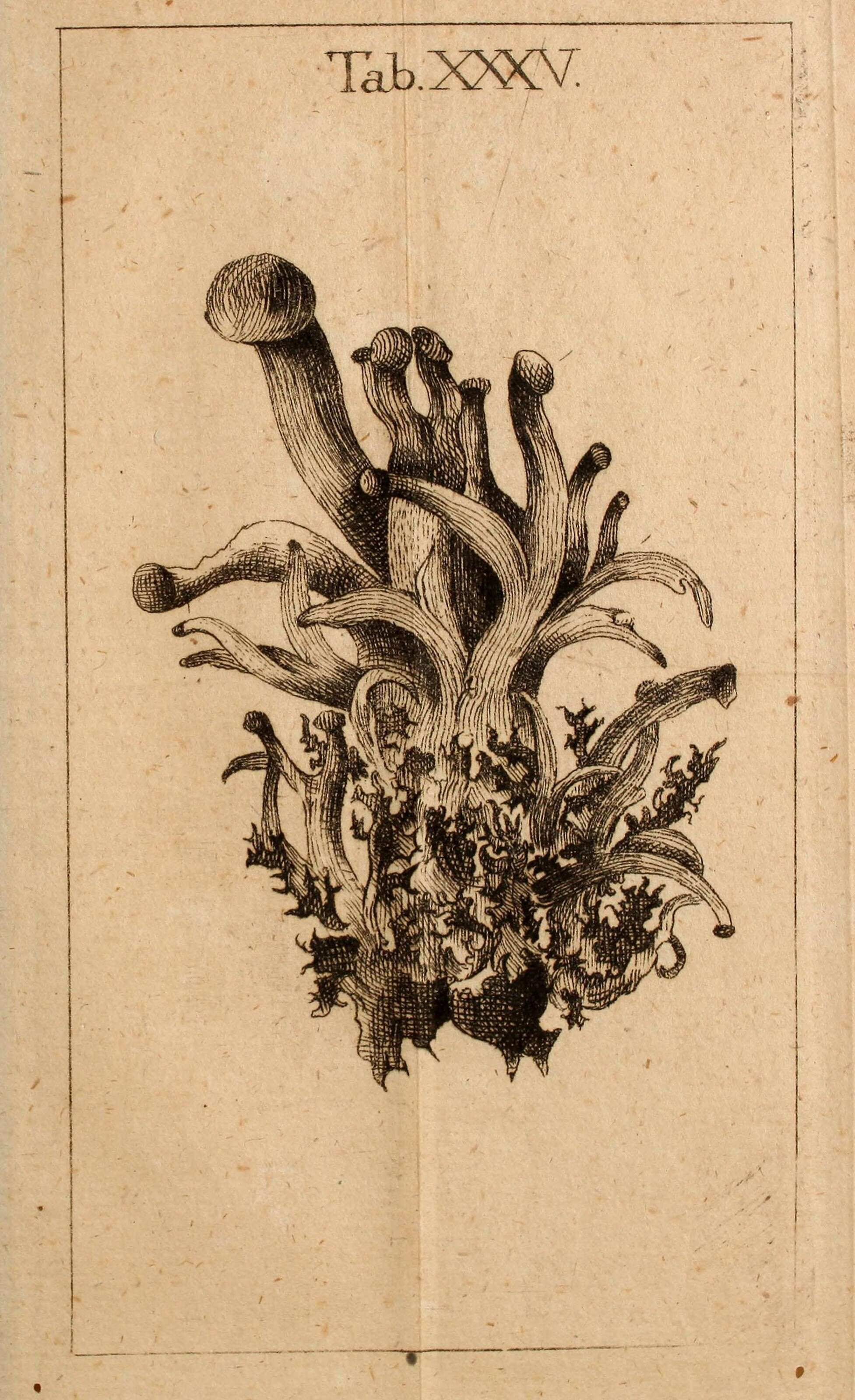 Image de Agaricus coralloides
