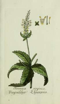 Image de Veronicastrum virginicum (L.) Farw.