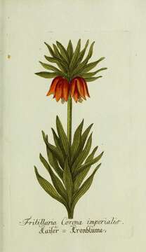 Image of imperial fritillary