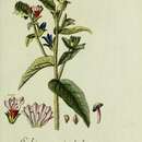 Image of Echium orientale L.