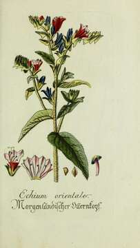 Image of Echium orientale L.