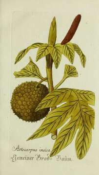 Imagem de Artocarpus altilis (Parkinson) Fosberg