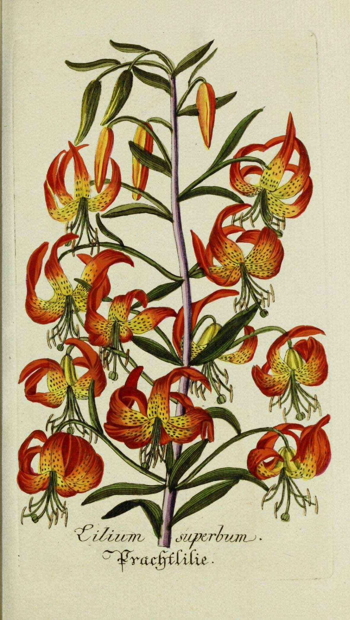 Image of turk's-cap lily